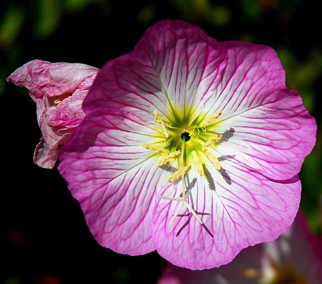 Ornamental Poppies, Los Angeles, Saturday, June 4, 2011