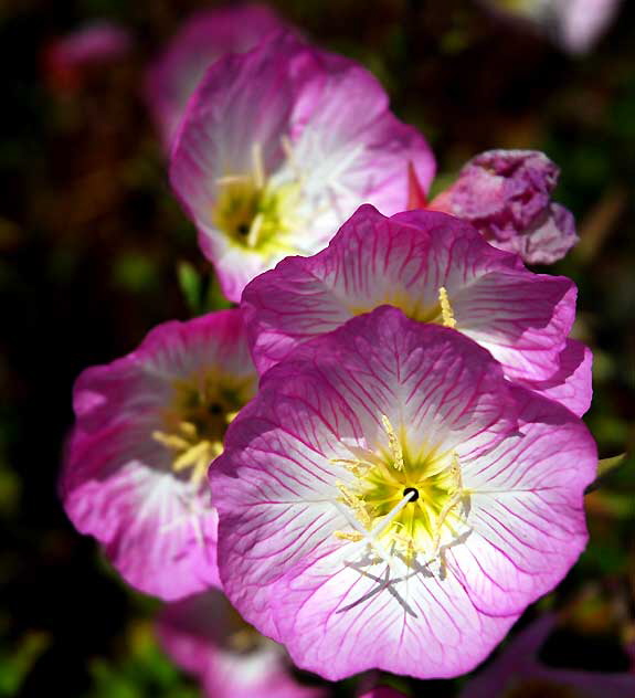 Ornamental Poppies, Los Angeles, Saturday, June 4, 2011