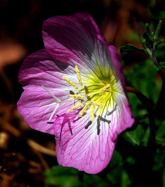 Ornamental Poppies, Los Angeles, Saturday, June 4, 2011