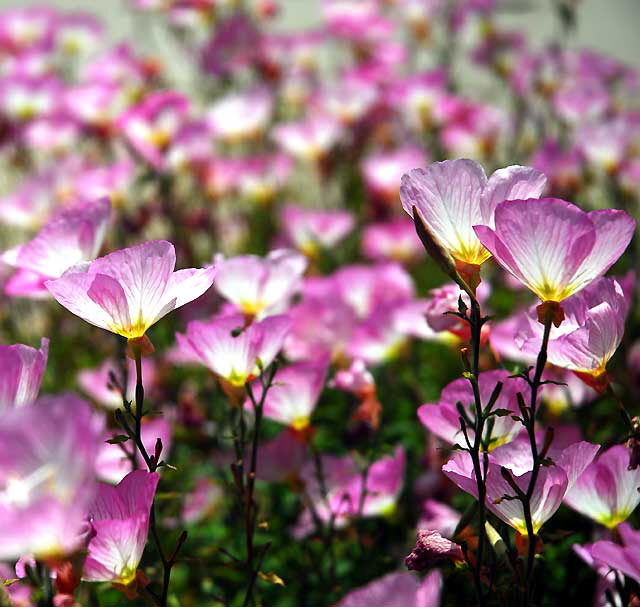 Ornamental Poppies, Los Angeles, Saturday, June 4, 2011