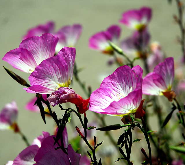 Ornamental Poppies, Los Angeles, Saturday, June 4, 2011