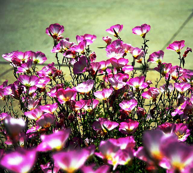 Ornamental Poppies, Los Angeles, Saturday, June 4, 2011