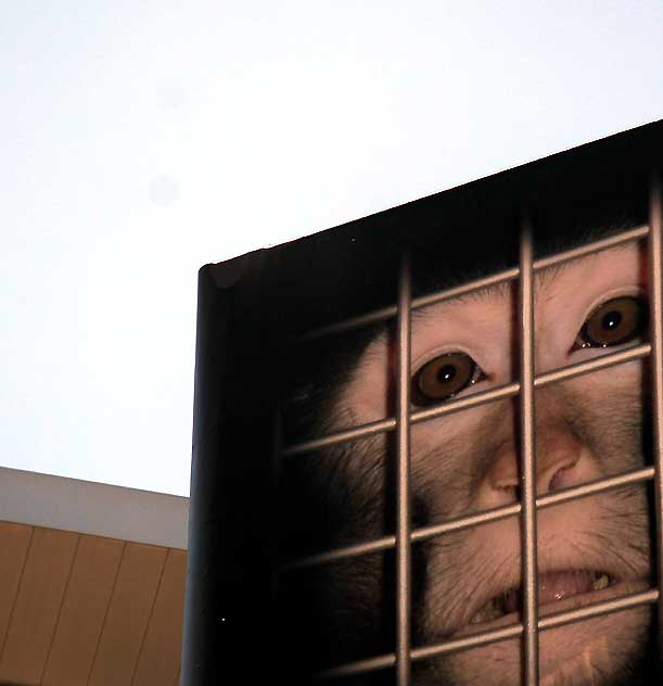 Hollywood Billboard - Caged Monkey