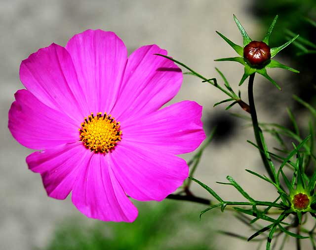 Daisy variant, West Hollywood, Saturday, June 18, 2011