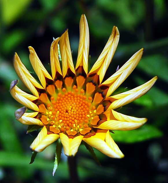 Daisy variant, West Hollywood, Saturday, June 18, 2011