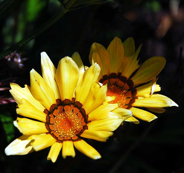 Daisy variant, West Hollywood, Saturday, June 18, 2011