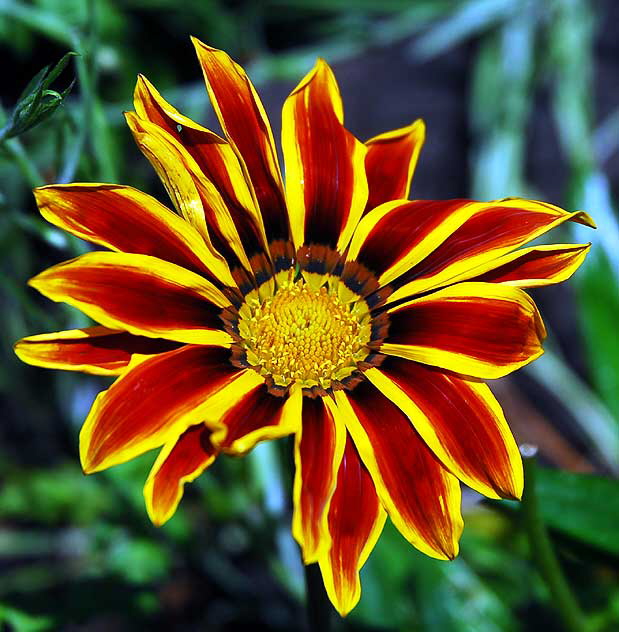 Daisy variant, West Hollywood, Saturday, June 18, 2011