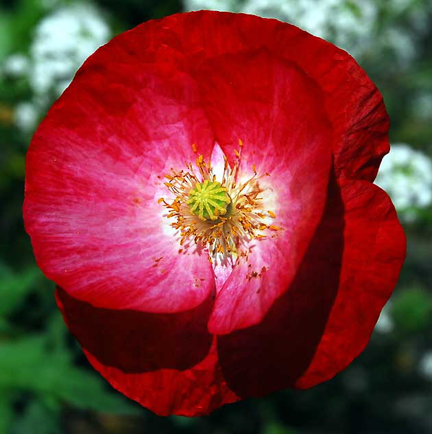 Ornamental Poppy, West Hollywood, Saturday, June 18, 2011