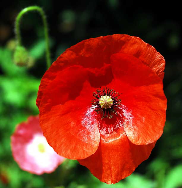 Ornamental Poppy, West Hollywood, Saturday, June 18, 2011