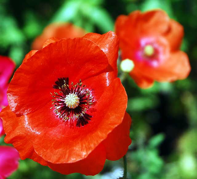 Ornamental Poppy, West Hollywood, Saturday, June 18, 2011