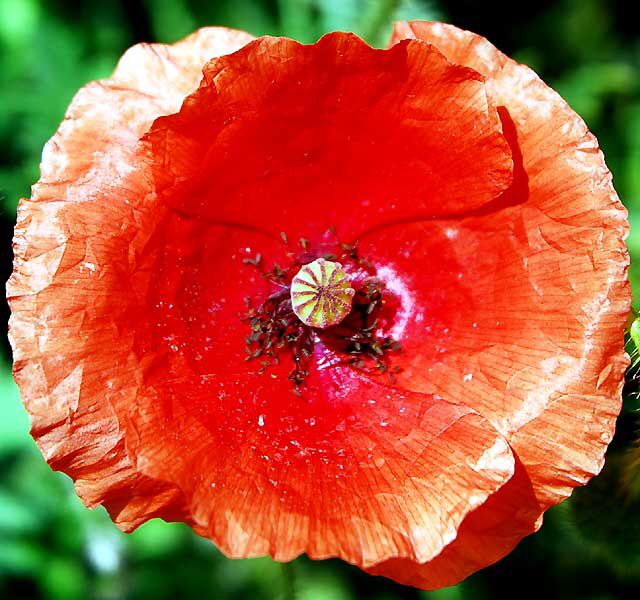 Ornamental Poppy, West Hollywood, Saturday, June 18, 2011