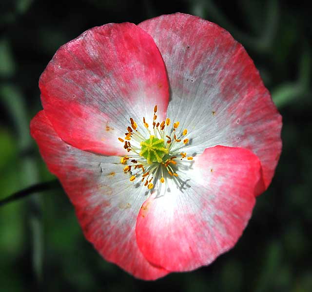 Ornamental Poppy, West Hollywood, Saturday, June 18, 2011