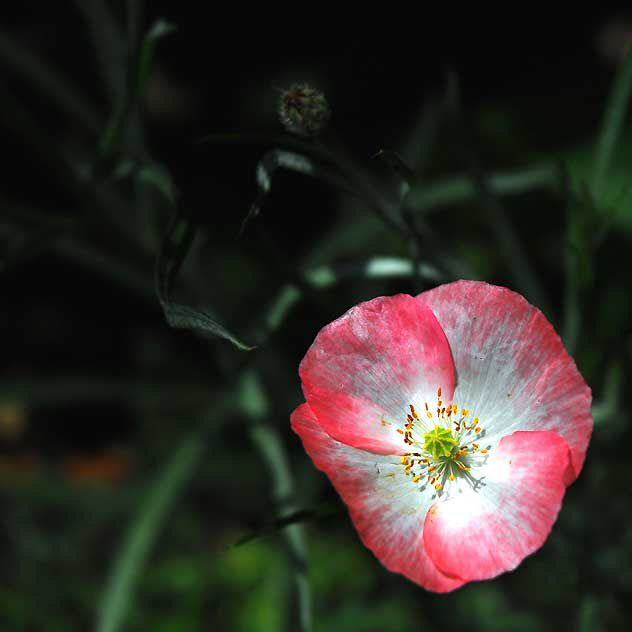 Ornamental Poppy, West Hollywood, Saturday, June 18, 2011