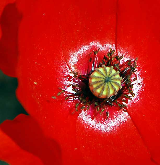 Ornamental Poppy, West Hollywood, Saturday, June 18, 2011