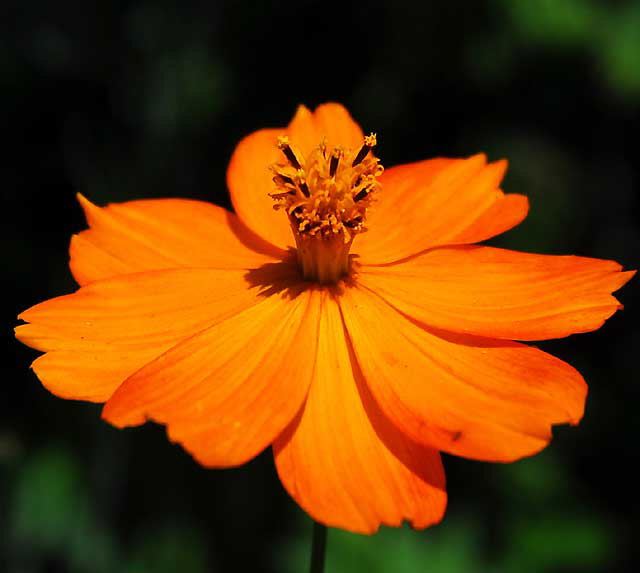 Daisy variant, West Hollywood, Saturday, June 18, 2011