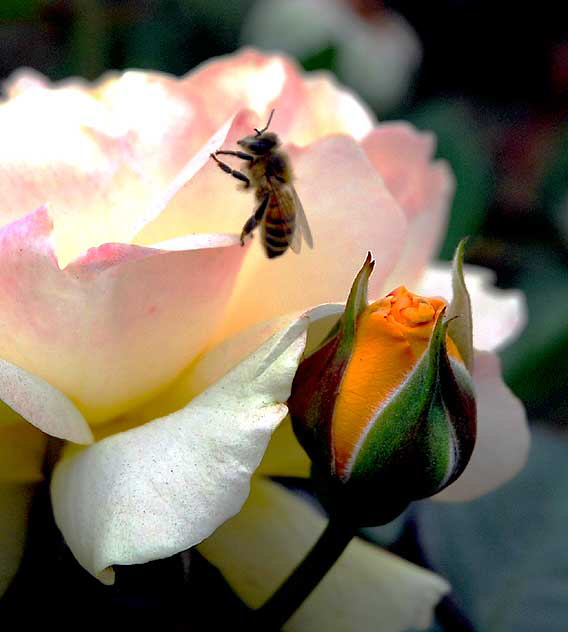 Bee/Rose - Foothill at Santa Monica Boulevard, Beverly Hills, Saturday, June 11, 2011