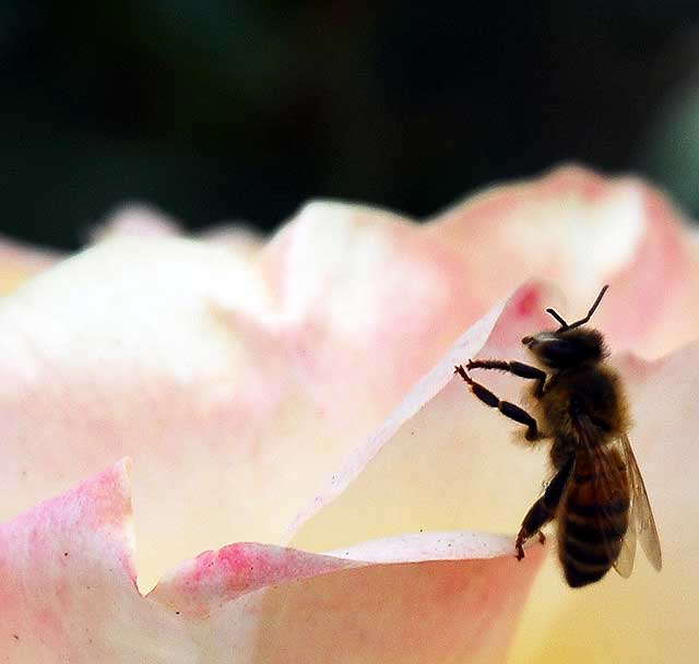 Bee/Rose - Foothill at Santa Monica Boulevard, Beverly Hills, Saturday, June 11, 2011