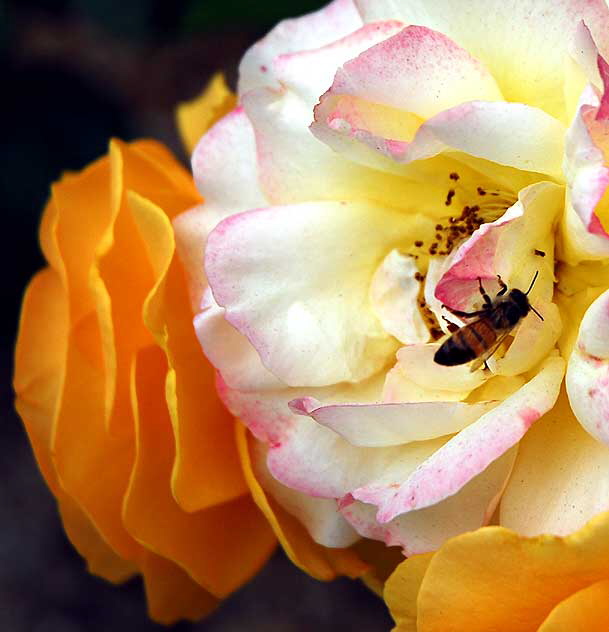 Bee/Rose - Foothill at Santa Monica Boulevard, Beverly Hills, Saturday, June 11, 2011