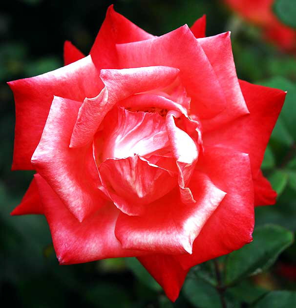 Rose "Gemini" (hybrid tea)