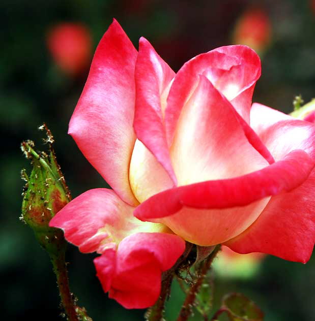 Rose "Gemini" (hybrid tea)