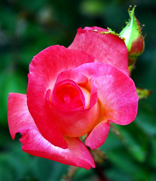 Rose "Gemini" (hybrid tea)