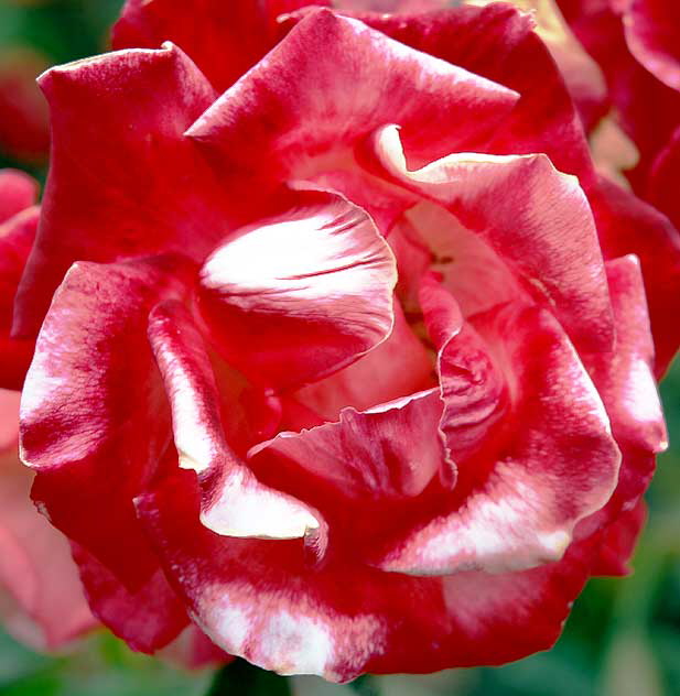 Rose "Gemini" (hybrid tea)