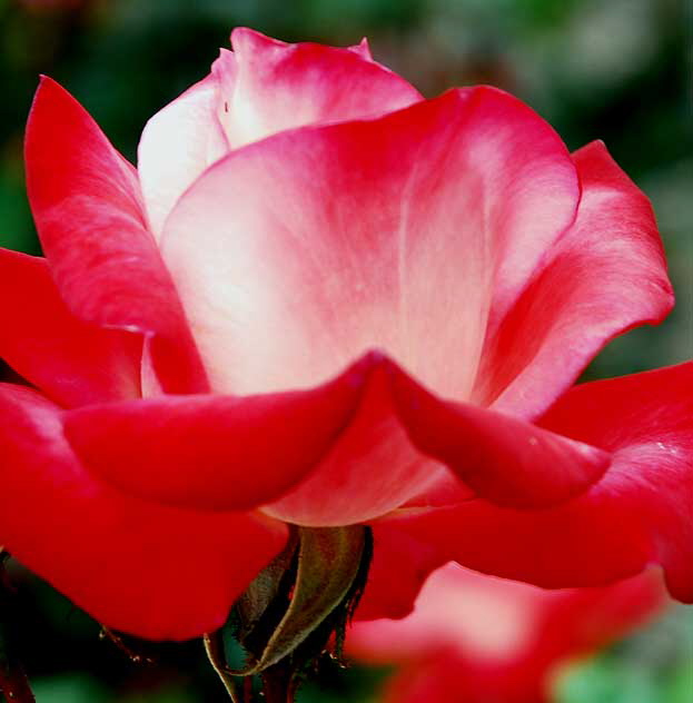 Rose "Gemini" (hybrid tea)