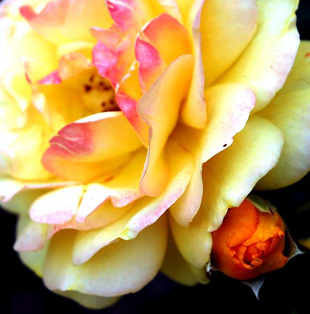 Rose "Julia Child" (floribunda)