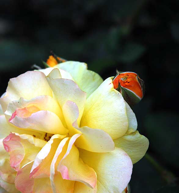 Rose "Julia Child" (floribunda)