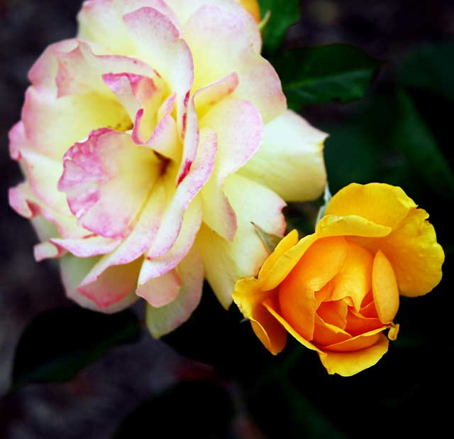 Rose "Julia Child" (floribunda)