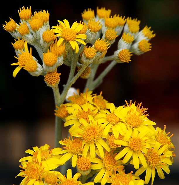 "Curious Yellow" - curbside, Foothill at Santa Monica Boulevard, Beverly Hills, Saturday, June 11, 2011