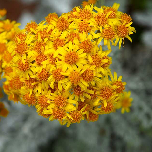 "Curious Yellow" - curbside, Foothill at Santa Monica Boulevard, Beverly Hills, Saturday, June 11, 2011