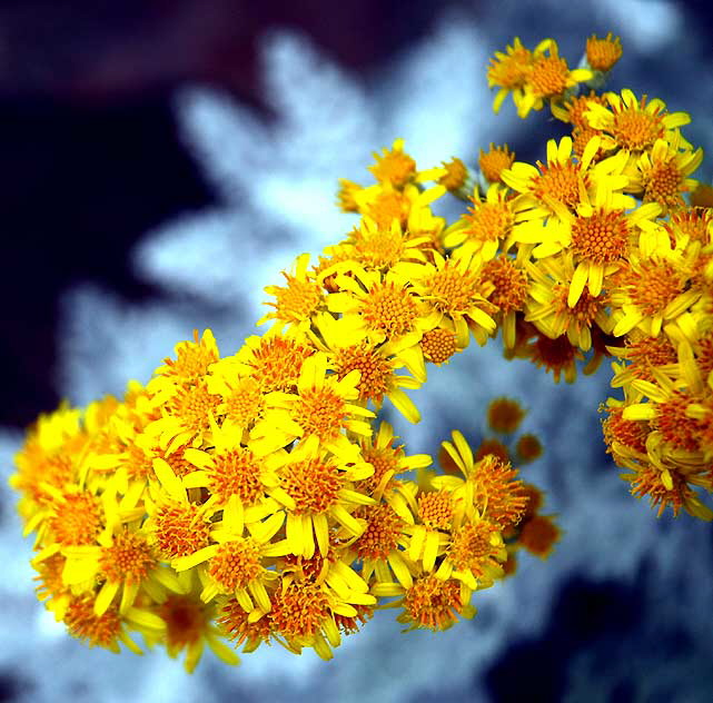 "Curious Yellow" - curbside, Foothill at Santa Monica Boulevard, Beverly Hills, Saturday, June 11, 2011