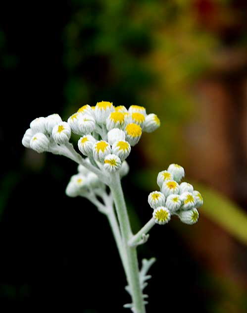 "Curious Yellow" - curbside, Foothill at Santa Monica Boulevard, Beverly Hills, Saturday, June 11, 2011