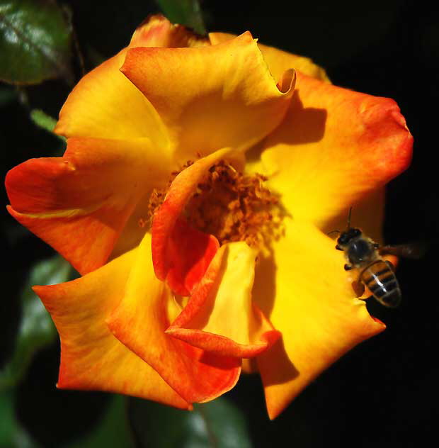 Rose / Bee