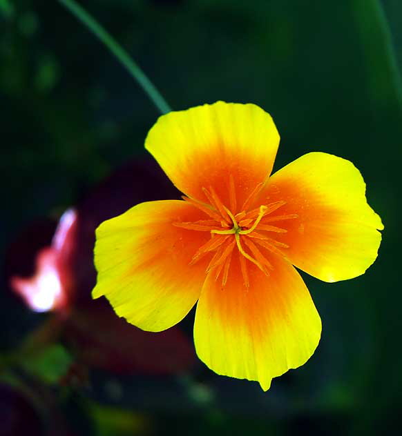 California Poppy 