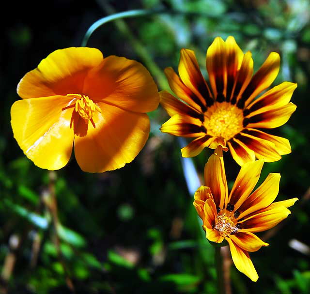 California Poppy 