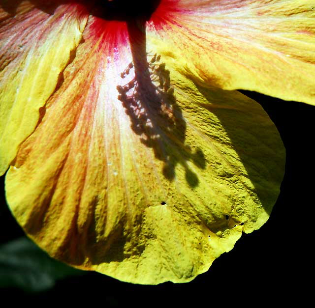 Hibiscus Shadow