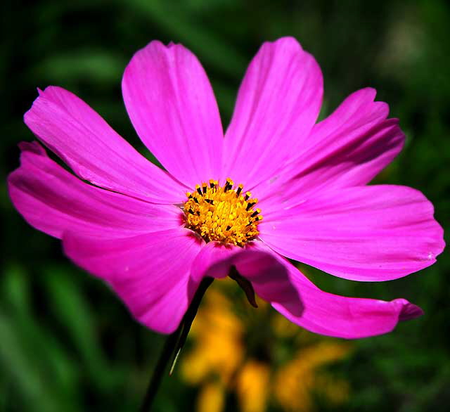 Shasta Daisy