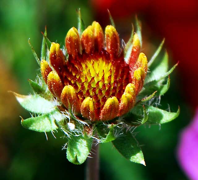 Black-Eyed Susan, Los Angeles, Saturday, June 25, 2011