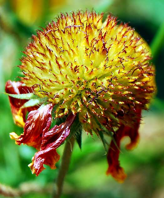 Black-Eyed Susan, Los Angeles, Saturday, June 25, 2011