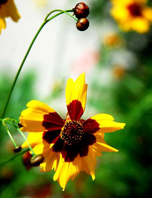 Black-Eyed Susan, Los Angeles, Saturday, June 25, 2011