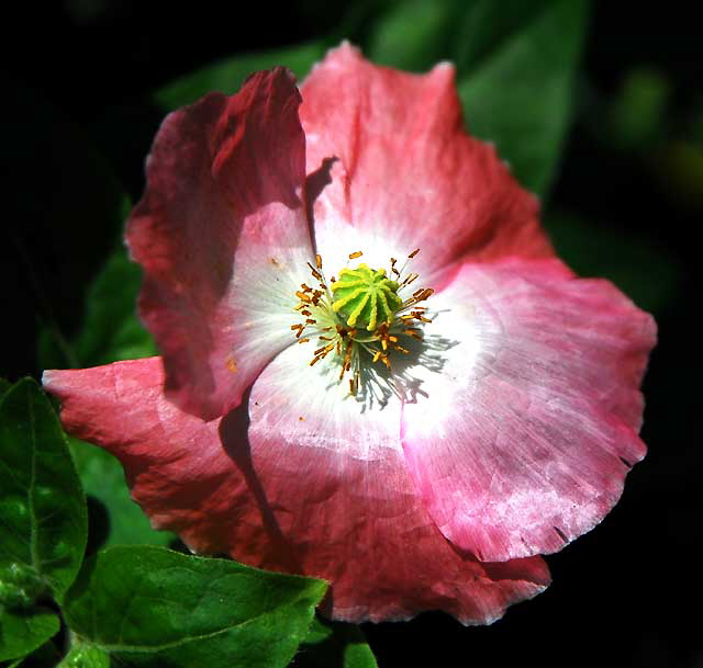 Ornamental Poppy