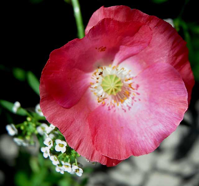 Ornamental Poppy