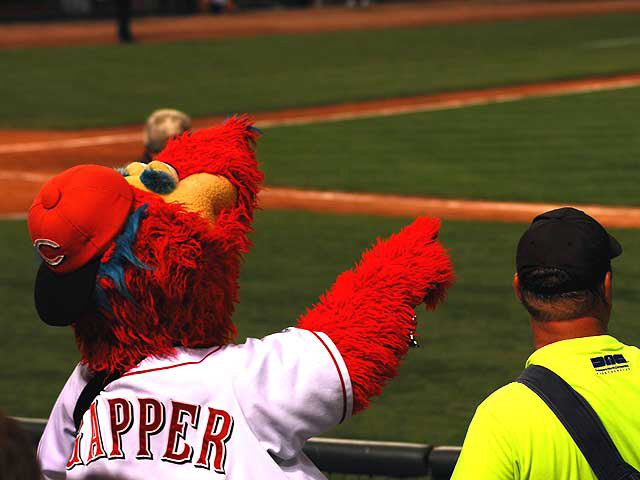 Cincinnati Reds Mascot - Gapper