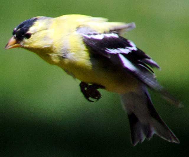 American Goldfinch (Cadruelis tristis), East Brunswick, New Jersey, Sunday, April 26, 2009 - photo by Marin A. Hewitt