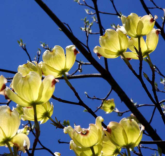 Dogwood, East Brunswick, New Jersey, Sunday, April 26, 2009 - photo by Marin A. Hewitt