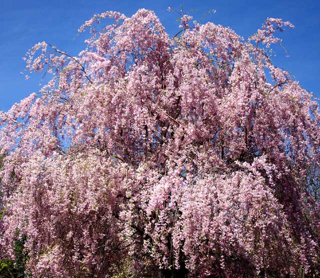 East Brunswick, New Jersey, Sunday, April 26, 2009 - photo by Marin A. Hewitt