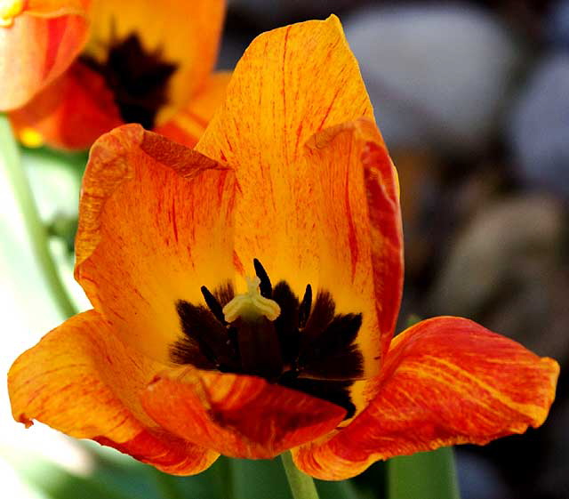 East Brunswick, New Jersey, Sunday, April 26, 2009 - photo by Marin A. Hewitt