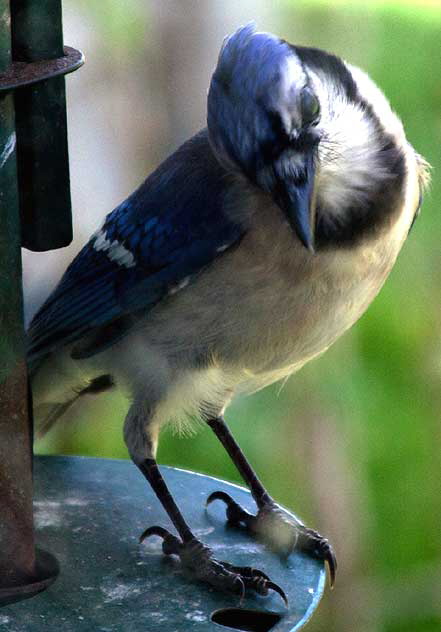 Blue Jay, East Brunswick, New Jersey, Sunday, April 26, 2009 - photo by Marin A. Hewitt